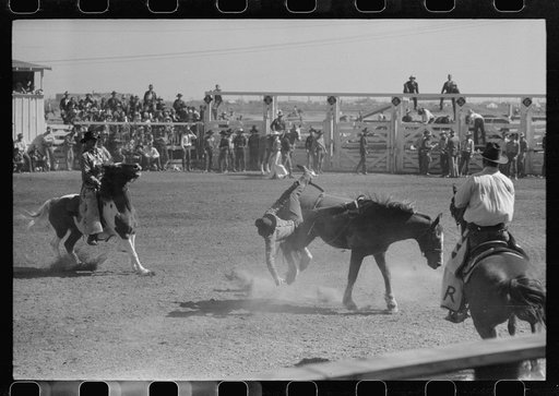 Rodeo performer being bucked off bronco during the rodeo at the San Angelo Fat Stock Show, San Angelo, Texas