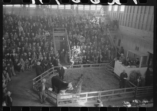 Untitled photo, possibly related to: Crowd at the auction of the grand champion bull at the San Angelo Fat Stock Show, San Angelo, Texas