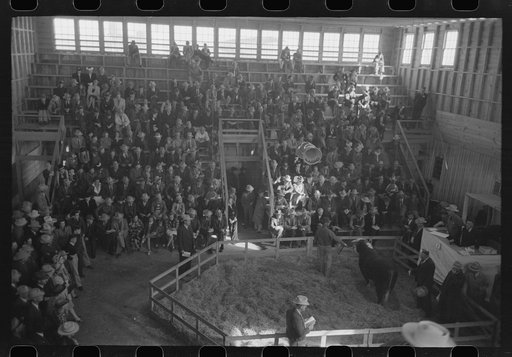 Crowd at the auction of the grand champion bull at the San Angelo Fat Stock Show, San Angelo, Texas