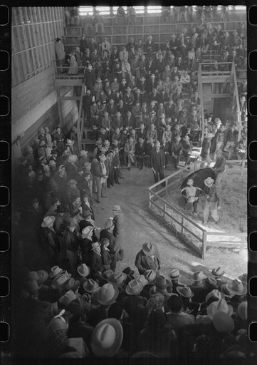 Untitled photo, possibly related to: Crowd at the auction of the grand champion bull at the San Angelo Fat Stock Show, San Angelo, Texas