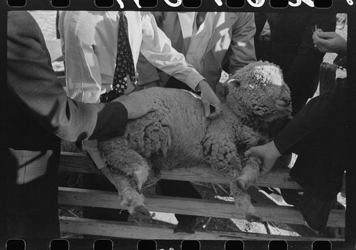 FSA (Farm Security Administration) supervisor examining sheep during a district meeting at San Angelo, Texas