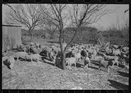 Untitled photo, possibly related to: Herd of sheep on the ranch of rehabilitation borrower, Tom Greene County, Texas