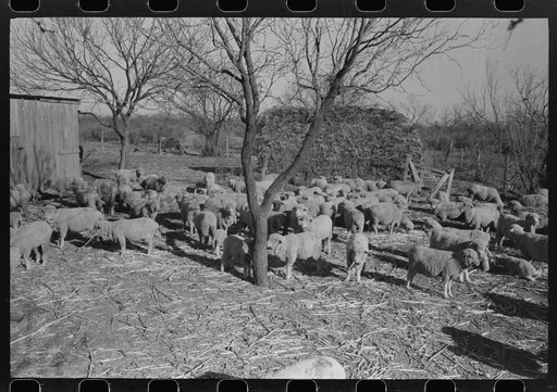 Herd of sheep on the ranch of rehabilitation borrower, Tom Greene County, Texas