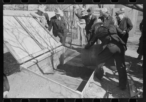 Untitled photo, possibly related to: FSA (Farm Security Administration) supervisor stomping down the seed bed in a demonstration at San Angelo, Texas