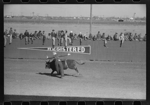 Untitled photo, possibly related to: Cowboy being thrown from bucking horse during the rodeo of the San Angelo Fat Stock Show, San Angelo, Texas