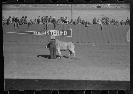 Untitled photo, possibly related to: Cowboy being thrown from bucking horse during the rodeo of the San Angelo Fat Stock Show, San Angelo, Texas