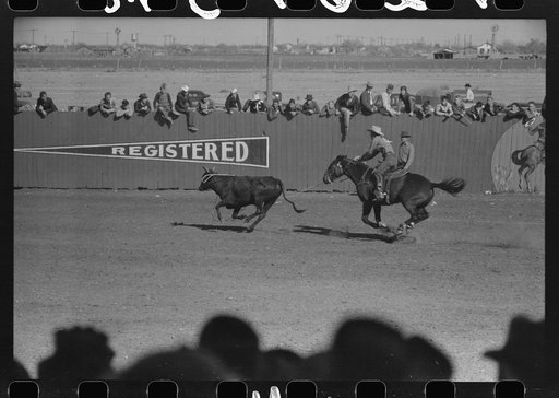 Untitled photo, possibly related to: Cowboy being thrown from bucking horse during the rodeo of the San Angelo Fat Stock Show, San Angelo, Texas