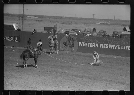 Untitled photo, possibly related to: Cowboy tying up a roped and throw calf during roping contest at the rodeo of the San Angelo Fat Stock Show, San Angelo, Texas