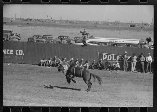 Cowboy being thrown from bucking horse during the rodeo of the San Angelo Fat Stock Show, San Angelo, Texas