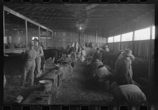 Interior of cattle show barn at San Angelo Fat Stock Show, San Angelo, Texas