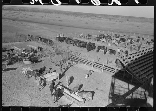Untitled photo, possibly related to: Washing and grooming Hereford cattle at the wash rack at the San Angelo Fat Stock Show, San Angelo, Texas