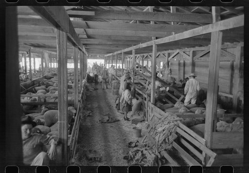 Interior of sheep show barn at San Angelo Fat Stock Show, San Angelo, Texas