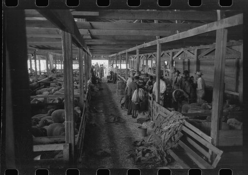 Untitled photo, possibly related to: Interior of sheep show barn at San Angelo Fat Stock Show, San Angelo, Texas