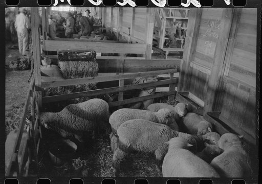 Untitled photo, possibly related to: Interior of sheep show barn at San Angelo Fat Stock Show, San Angelo, Texas