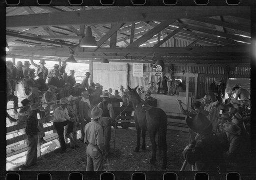 Auctioning a horse at west Texas stockyards, San Angelo, Texas
