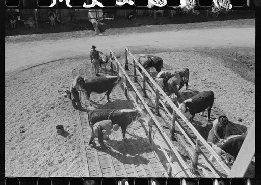 Untitled photo, possibly related to: Washing and grooming Hereford cattle at the wash rack at the San Angelo Fat Stock Show, San Angelo, Texas