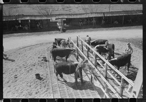 Washing and grooming Hereford cattle at the wash rack at the San Angelo Fat Stock Show, San Angelo, Texas