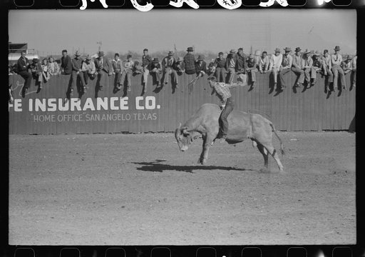 Rodeo performer riding Brahma bull at the rodeo of the San Angelo Fat Stock Show, San Angelo, Texas