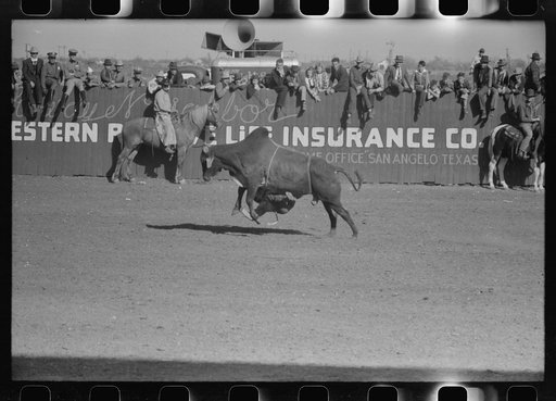 Rodeo performer riding Brahma bull at the rodeo of the San Angelo Fat Stock Show, San Angelo, Texas