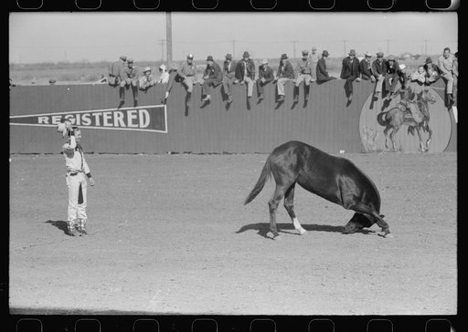High school horse and his owner-trainer at the rodeo of the San Angelo Fat Stock Show, San Angelo, Texas
