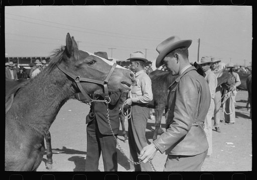 Untitled photo, possibly related to: Lineup of horses being judged at the San Angelo Fat Stock Show, San Angelo, Texas