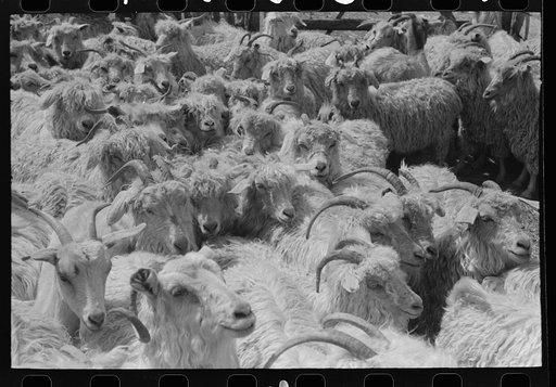 Goats on ranch of rehabilitation borrower in Kimble County, Texas