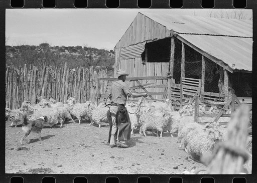 Herding goats into shearing pen on the ranch of a rehabilitation borrower in Kimble County, Texas