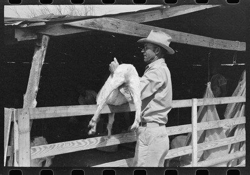 Untitled photo, possibly related to: Herding goats into shearing pen on the ranch of a rehabilitation borrower in Kimble County, Texas