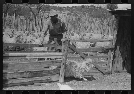 Separating goats to be shown from these which will wait until later, ranch of rehabilitation borrower in Kimble County, Texas