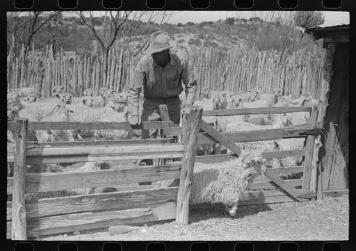 Untitled photo, possibly related to: Separating goats to be shown from these which will wait until later, ranch of rehabilitation borrower in Kimble County, Texas