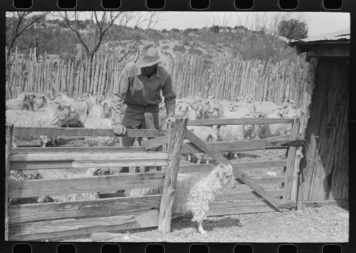 Untitled photo, possibly related to: Separating goats to be shown from these which will wait until later, ranch of rehabilitation borrower in Kimble County, Texas