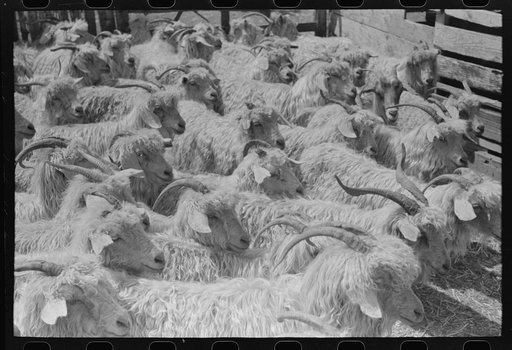 Goats on ranch of rehabilitation borrower in Kimble County, Texas