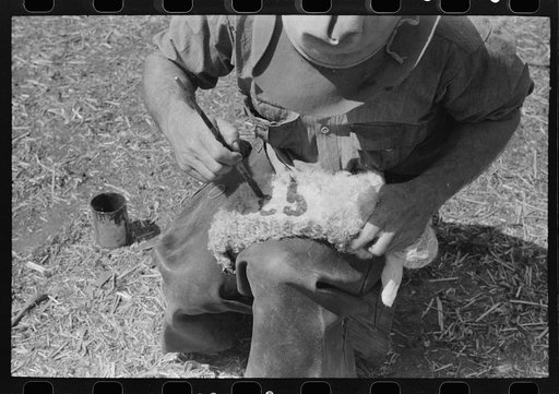 Painting a newly-born kid for identification purposes, ranch of rehabilitation borrower in Kimble County, Texas