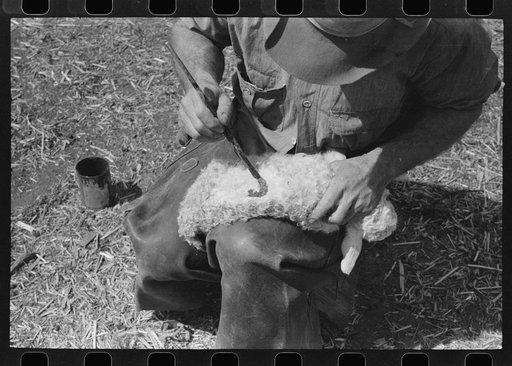Painting a newly-born kid for identification purposes, on ranch of rehabilitation borrower, in Kimble County, Texas
