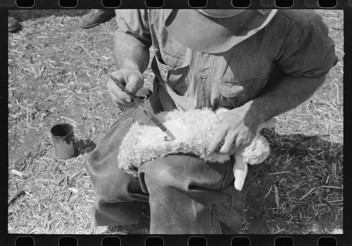 Untitled photo, possibly related to: Painting a newly-born kid for identification purposes, on ranch of rehabilitation borrower, in Kimble County, Texas