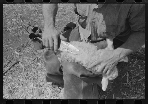 Hand shearing of newly-born kid so that identification mark can be painted on bare spot, ranch of rehabilitation borrower in Kimble County, Texas