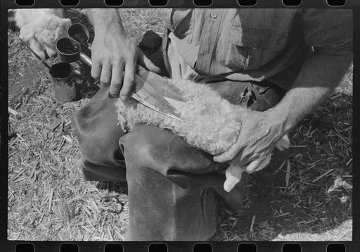 Untitled photo, possibly related to: Painting a newly-born kid for identification purposes, on ranch of rehabilitation borrower, in Kimble County, Texas
