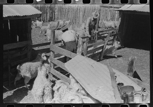 Untitled photo, possibly related to: Goats on ranch of rehabilitation borrower in Kimble County, Texas