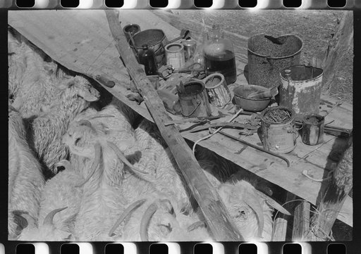 Goats and paint used for identification marks on ranch of rehabilitation borrower in Kimble County, Texas