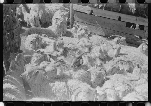 Goats on ranch of rehabilitation borrower in Kimble County, Texas