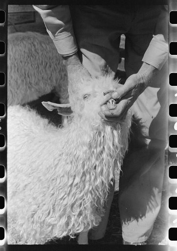 Looking at goat's teeth to determine its age on ranch of rehabilitation borrower, Kimble County, Texas