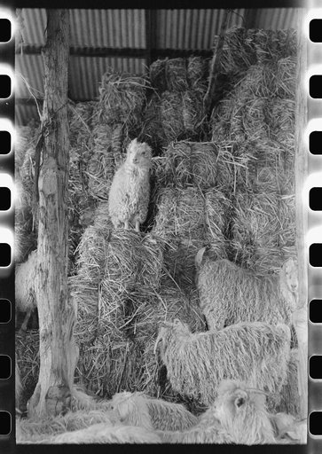 Untitled photo, possibly related to: Goats in the hay barn on ranch of rehabilitation borrower in Kimble County, Texas