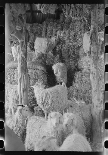 Goats in the hay barn on ranch of rehabilitation borrower in Kimble County, Texas