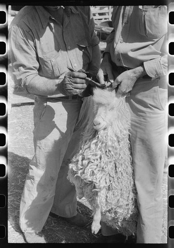 Rehabilitation borrower painting horns of goat on his ranch. Belongs to FSA (Farm Security Administration). Kimble County, Texas
