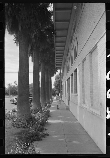 Palm-lined sidewalk at Tempe, Arizona. Irrigation combined with tropical heat produces a luxuriant growth in this section