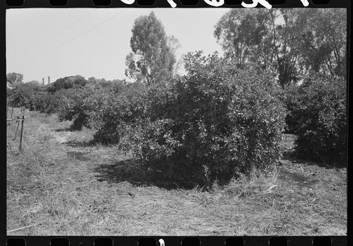 Orange trees being irrigated in Maricopa County, Arizona, center of the citrus industry in that state