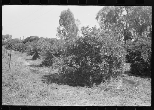 Untitled photo, possibly related to: Orange trees being irrigated in Maricopa County, Arizona, center of the citrus industry in that state