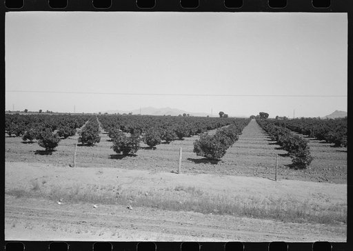 Citrus orchard, Maricopa County, Arizona