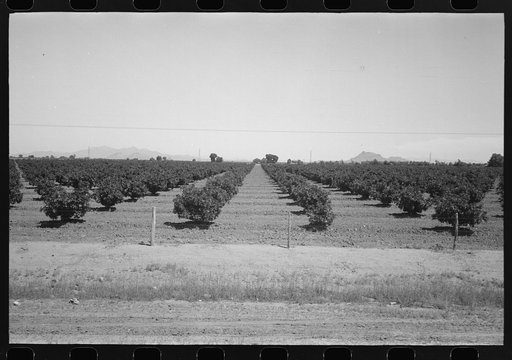 Untitled photo, possibly related to: Citrus orchard, Maricopa County, Arizona