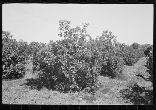 Orange trees, Maricopa County, Arizona